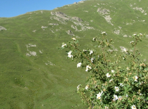 Էկոլոգիական բարձր ռիսկերի պատճառով մերժված Թեժասարի նեֆելինային սիենիտների հանքավայրի հարցը կրկին օրակարգում է. Էկոլուր