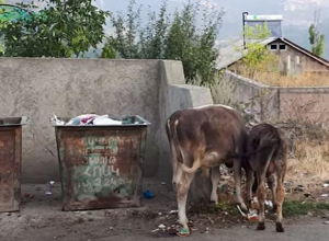 Սանահինում անասունները անարգել թափառում են․ կովերը անգամ կաթ են տալիս աղբարկղերից սնվելով