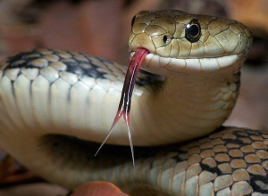 4 օձ է բռնվել