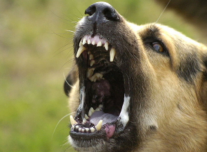 Ինչ անել, եթե կծել է կատաղությամբ հիվանդ կենդանին