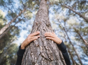 Փրկարարները քաղաքացուն անվնաս իջեցրել են ծառից