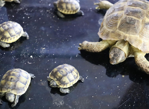 Կենդանաբանական այգու նորածինները. Միջերկրածովյան կրիաներն ունեցել են 6 ձագուկ