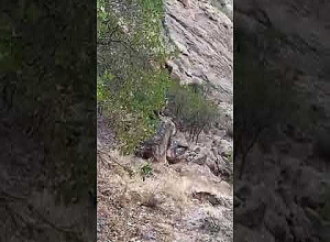 Приключения медведя и детёнышей были засняты инспектором Вардгесом на охраняемой территории Арпа