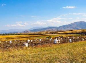 Լոռու մարզում կարտոֆիլի լավ բերք են ստացել, բայց ավելի քիչ, քան նախորդ տարի