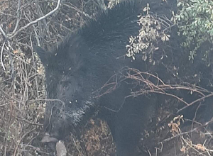 Վայոց ձորի մարզում արձանագրել են ապօրինի որսի դեպք