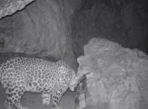 Կտրված ոտքով հովազ է նկարահանվել Հայաստանի հարավային մասում