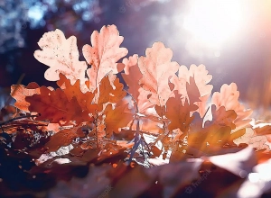 Առաջիկա օրերին՝ արևոտ աշուն