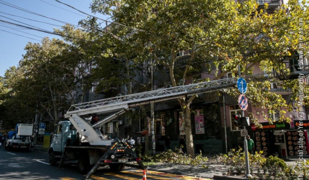 սոսիների էտ