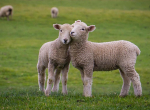Զայրացել էր ու կրակել հարևանի գառների վրա