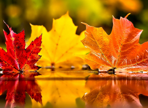 Նոյեմբեր ամսվա եղանակային կանխատեսումը