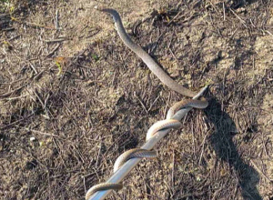 Երևանում և Արզնիում օձեր են բռնել