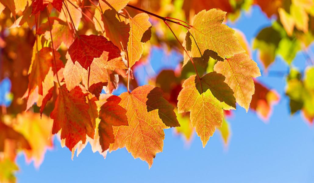 autumn 1
