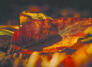 Ջերմաստիճանը 3-5 աստիճանով կնվազի