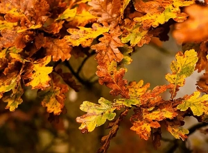 Ջերմաստիճանը այսօր ցերեկը կնվազի 2-4 աստիճանով, այնուհետև նույնքան կբարձանա