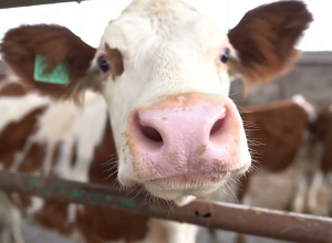 Արդեն 98 անասնաշենք՝  Խելացի ֆերմա ծրագրով