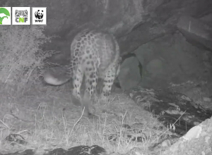 Տեսախցիկները Կովկասյան ընձառյուծ են ֆիքսել