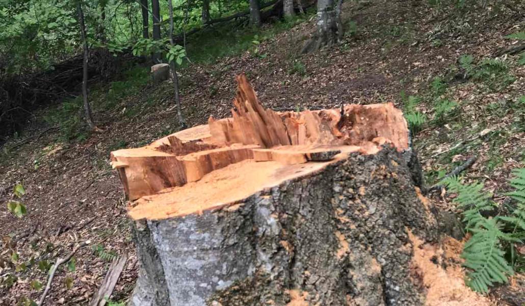 ծառահատում