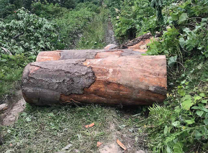 Ապօրինի հատված 2173 ծառ՝ Վանաձորի անտառտնտեսությունում