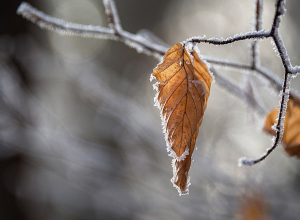 Անձրև և մառախուղ, որոշ հատվածներում՝ ձյուն․ եղանակն առաջիկա օրերին