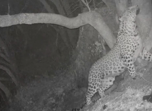 «Խոսրովի անտառի» ֆոտոթակարդները կրկին «որսացել» են Նեո ընձառյուծին