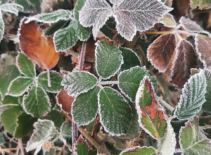 В отдельных регионах ожидается слабый снег: похолодает на 3-5 градусов