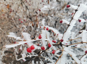 Նոր Նորքը մառախուղից հետո․ ֆոտոշարք