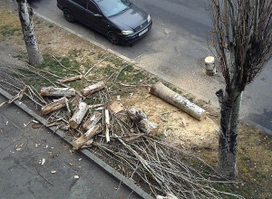  Հակոբ Հակոբյան փողոցում ծառեր են հատվել