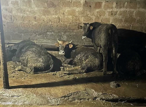 Ударили топором, избили киркой: Неудавшееся скотокрадство, телесное повреждение и не только