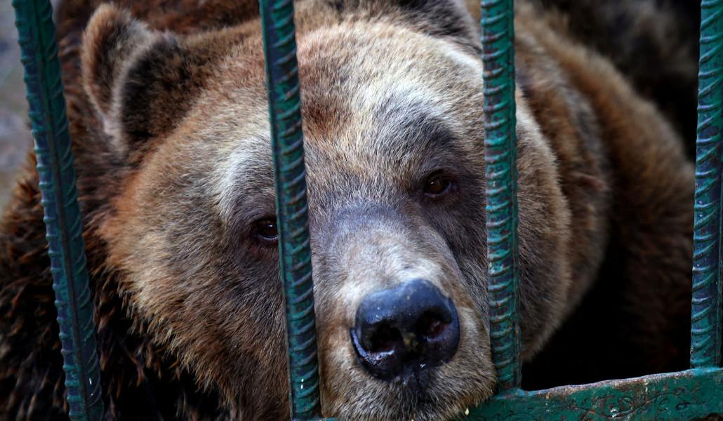 արջ վանդակում