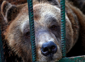 Արջի հափշտակության դեպք՝ Հաղթանակ թաղամասից . Aravot.am