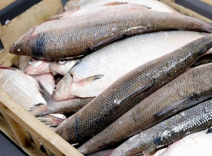 Արգելված որսի շրջանում հայտնաբերվել և առգրավվել է ընդհանուր՝ 2470 հատ, 870 կգ սիգ