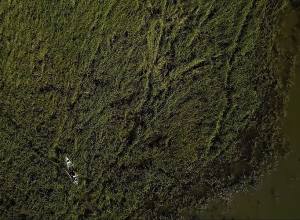 Կլիման սպառնում է Օջիբվեի սրբազան վայրի բրնձի գոյությանը Մինեսոտա նահանգում