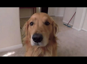 Կենդանիների նկատմամբ դաժան վերաբերմունքի հետևանքները․ ոստիկանության թեմատիկ անդրադարձը