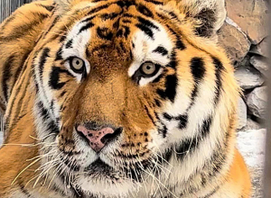 Երևանի կենդանաբանական այգում ամուրյան վագր է հայտնվել