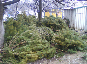 Ամանորի եղևնիները կտեղափոխվեն վերամշակման՝ աղբավայրի փոխարեն