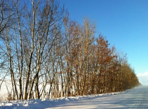 Եղանակը կտաքանա 6-8 աստիճանով