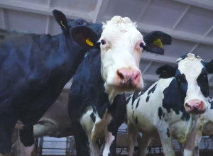 Программа «Развитие мясного животноводства РА на 2019-2024 гг.»