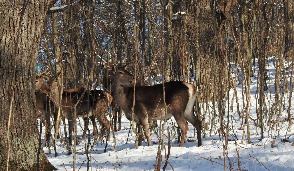 thumbnail_Դիլիջան Եղջերուներ