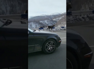 Կովկասյան ազնվացեղ եղջերուների զբոսանքը Դիլիջանի մայրուղու վրա․ նրանք շփոթված են եւ կարող են հայտնվել վտանգավոր հատվածում