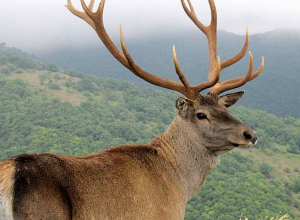 Ճանապարհային նշաններ կդրվեն Դիլիջանի այն հատվածներում, որտեղ կա ազնվացեղ եղջերուին հանդիպելու վտանգ․ WWF-Հայաստան