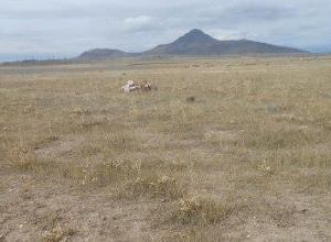 Переданы в дар земельные участки общей площадью 169,8614 га, принадлежащие общине Талин