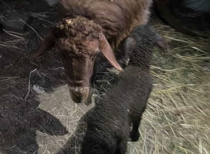 Ոստիկանները գտան ոչխարին եւ գառին