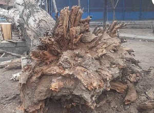 Նախօրեին ուժգին քամու հետեւանքով Երեւանի մի շարք վարչական շրջաններում ծառեր են տապալվել։
