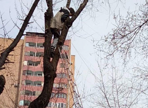 Երեխան բարձրացել է ծառը և չի կարողանում ինքնուրույն իջնել․ Օգնության են հասել փրկարարները