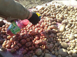 Արցախում թունավորվել են թունախեղդած կարտոֆիլից