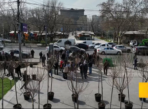 Երևանում ծառերի փոխարինումն սկսվել է Մոսկովյան փողոցի՝ Կասկադի հարակից հատվածից