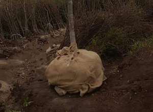 Բաղրամյան պողոտայում կհեռացնեն կոճղերը եւ կաղնի կտնկեն