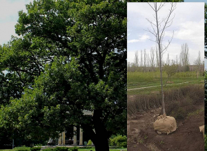 Բաղրամյան պողոտայում կաղնիներ կտնկվեն