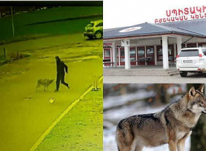 Գայլը Սպիտակի գազալցակայանում հարձակվել է 41-ամյա տղամարդու վրա