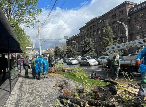 Երևանում շարունակվում է կենսունակությունը կորցրած ծառերի փոխարինումը